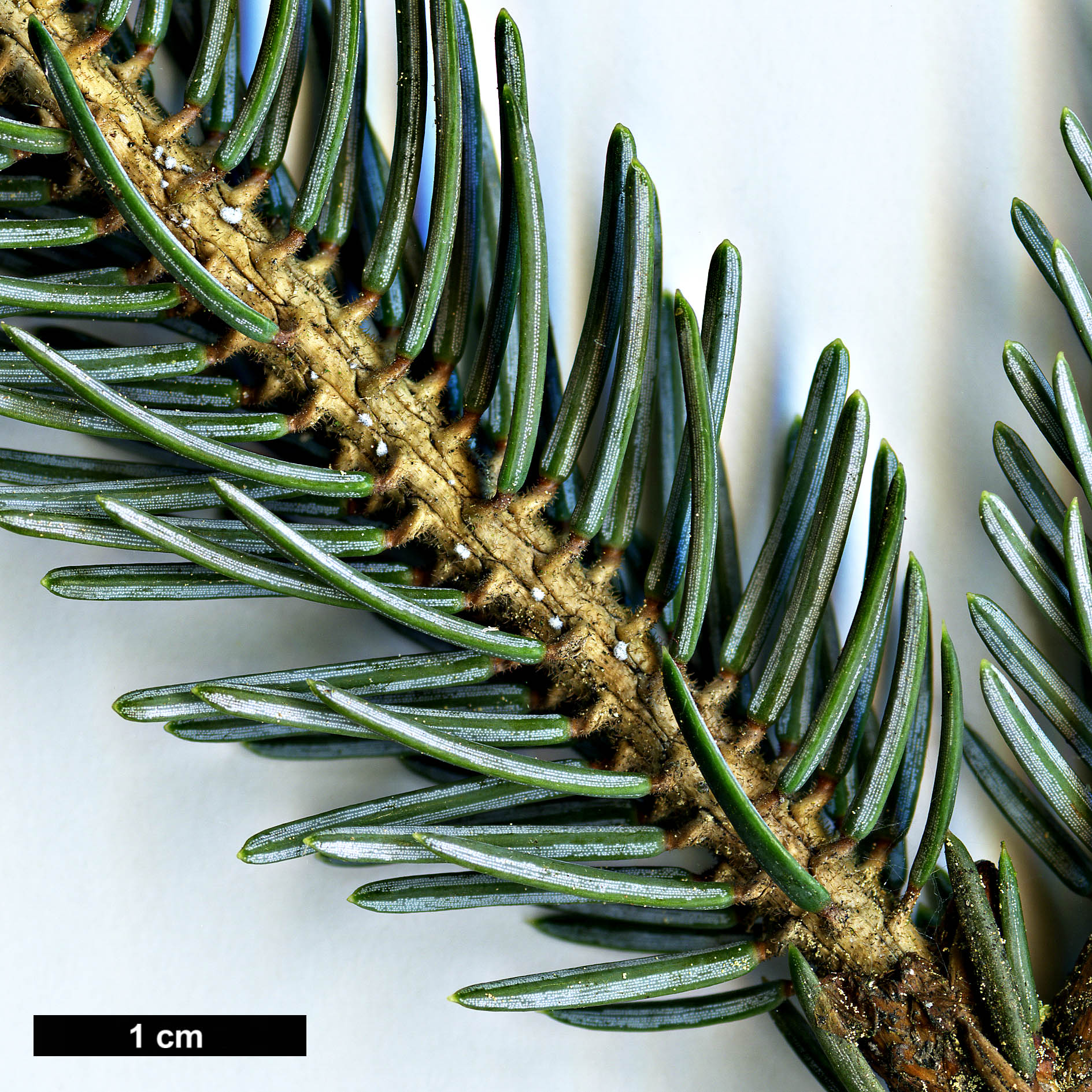 High resolution image: Family: Pinaceae - Genus: Picea - Taxon: likiangensis - SpeciesSub: var. rubescens